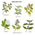 Rubiaceae or coffee, madder, or bedstraw family of flowering plants.