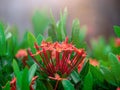 Rubiaceae flower. Ixora coccinea flower blossom in a garden. Red spike flower. red flowers. Royalty Free Stock Photo