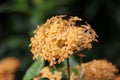 & x27;?a Rubiaceae flower. Ixora coccinea flower in garden Royalty Free Stock Photo