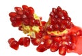 Rubies. Royalty Free Stock Photo