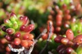 Rubrotinctum sedum plant under the sun Royalty Free Stock Photo