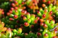 Rubrotinctum sedum plant under the sun Royalty Free Stock Photo