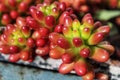 Rubrotinctum sedum plant under the sun. Royalty Free Stock Photo