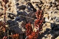 Rubrotinctum sedum plant under the sun Royalty Free Stock Photo