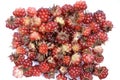 Rubus arcticus Royalty Free Stock Photo