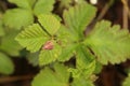 Rubus arcticus, the Arctic bramble, with bud Royalty Free Stock Photo