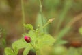 Rubus arcticus, the Arctic bramble, with bud Royalty Free Stock Photo