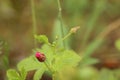 Rubus arcticus, the Arctic bramble, with bud