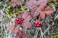 Rubus arcticus or arctic raspberries