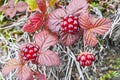 Rubus arcticus or arctic raspberries