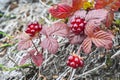 Rubus arcticus or arctic raspberries