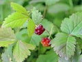 Rubus arcticus Royalty Free Stock Photo
