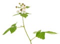 Himalayan blackberry isolated on white background, Rubus armeniacus Royalty Free Stock Photo