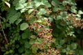 Rubus blackberries on plant. Ripe and unripe fruits