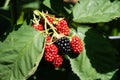 Rubus Blackberry plant