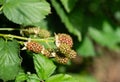 Rubus Blackberry plant