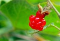 Dedicate raspberry, Rubus buergeri