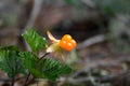 Rubus chamaemorus Royalty Free Stock Photo