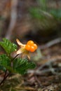 Rubus chamaemorus Royalty Free Stock Photo