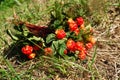 Rubus chamaemorus is a species of flowering plant rose family Rosaceae, native to cool temperate regions. Cloudberry