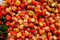 Rubus chamaemorus is a species of flowering plant rose family Rosaceae, native to cool temperate regions. Cloudberry