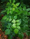 Rubus coreanus Miq