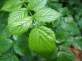 Rubus coreanus Miq