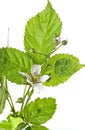 Rubus fruticosus