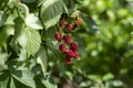 Rubus fruticosus big and tasty garden blackberries, black ripening fruits berries on branches