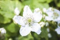 Rubus fruticosus, blackberry flower