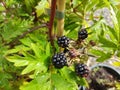 Rubus fruticosus \'Oregon Thornless\' Royalty Free Stock Photo