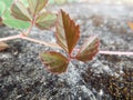 Rubus hispidus, bristly blackberry, swamp dewberry, bristly dewberry