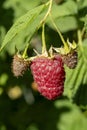 Rubus idaeus berry Royalty Free Stock Photo