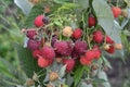 Rubus idaeus. Raspberries. Raspberry berries