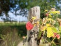 Rubus idaeus (raspberry, also called red raspberry or occasionally as European raspberry) Royalty Free Stock Photo