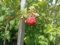 Rubus idaeus (raspberry, also called red raspberry or occasionally as European raspberry) Royalty Free Stock Photo