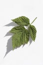 Rubus idaeus, raspberry fresh leaf on white background Royalty Free Stock Photo