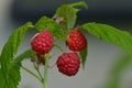 Rubus idaeus raspberry Royalty Free Stock Photo