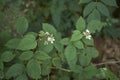 Rubus idaeus  shrub in bloom Royalty Free Stock Photo