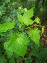 Rubus lambertianus Ser