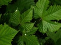 Rubus leaves