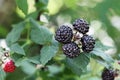 Rubus Occidentali Black Raspberry