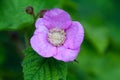 Purple-Flowering Raspberry Blossoming Rubus odoratus 2