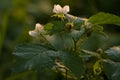 Rubus plant in bloom