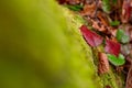 Rubus plant with red leaves and blurred foreground