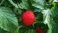 Rubus rosifolius, also known as mountain strawberry or forest strawberry.