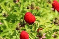 Rubus rosifolius, raspberry and strawberry hybrid.