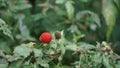 Rubus rosifolius (roseleaf bramble, Mauritius raspberry, thimbleberry, Vanuatu raspberry, lembutung gunung)