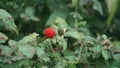 Rubus rosifolius (roseleaf bramble, Mauritius raspberry, thimbleberry, Vanuatu raspberry, lembutung gunung)