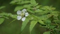 Rubus rosifolius (roseleaf bramble, Mauritius raspberry, thimbleberry, Vanuatu raspberry, lembutung gunung)